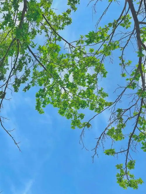 春夏之交北工大景色春色满园关不住