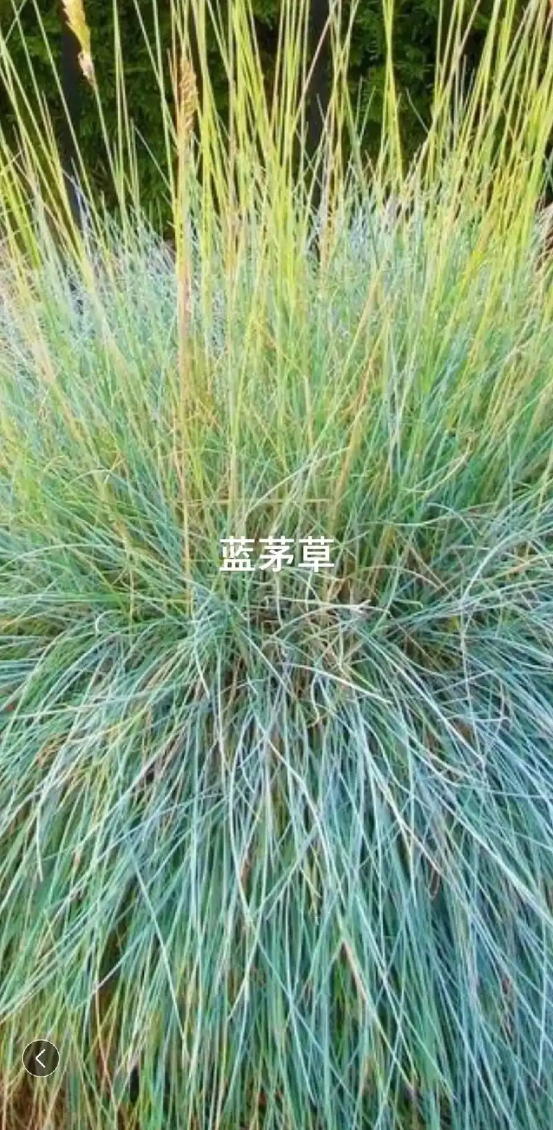 蓝茅草观赏草赛过一般的鲜花漂亮
