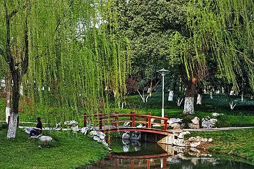 柳浪闻莺公园草地西湖柳浪闻莺杭州,城市,景观杭州西湖柳浪闻莺公园