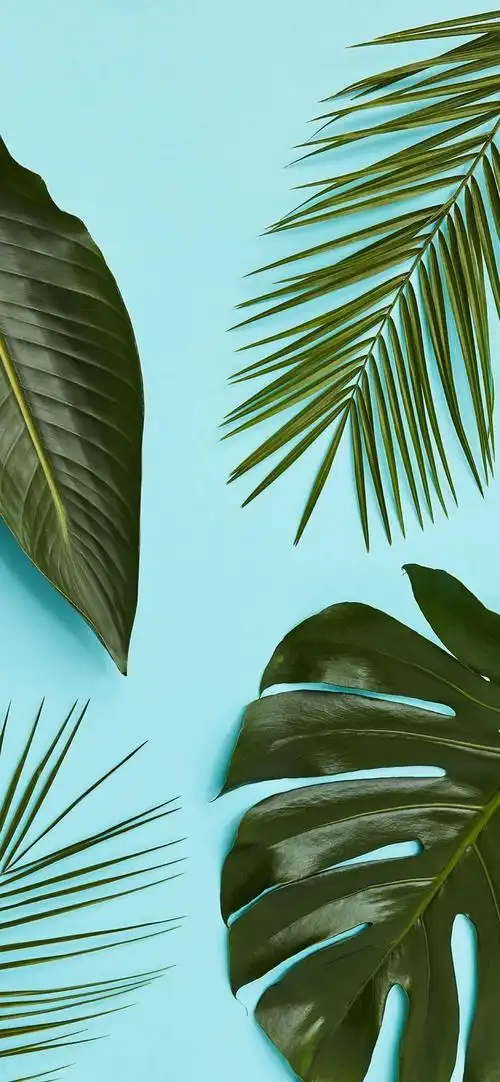 清新,美好,高清的全屏壁纸