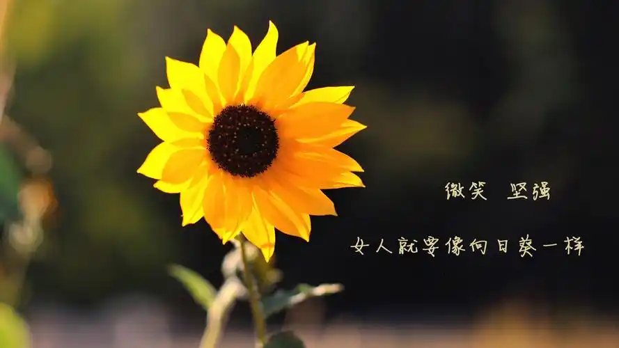 女生节妇女节励志文字正能量桌面壁纸