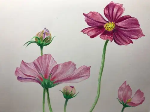 色的诱惑～彩铅画(三)