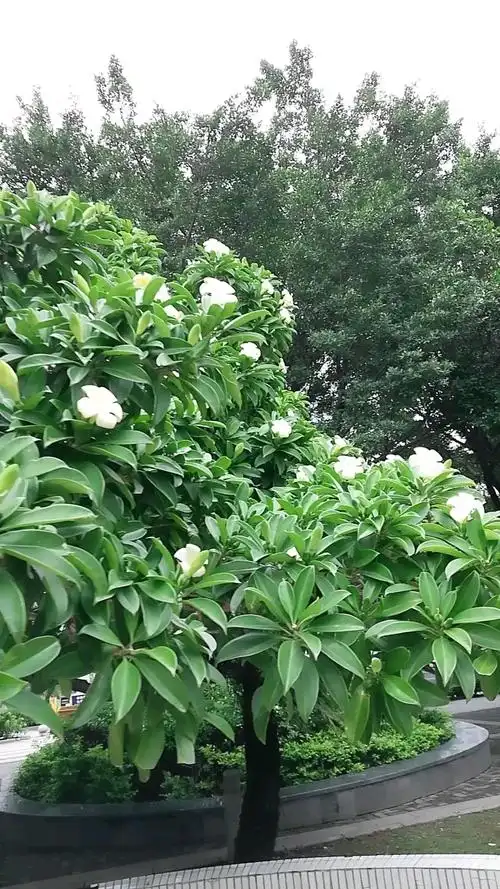 迄今为止看到最大的栀子花树-度小视