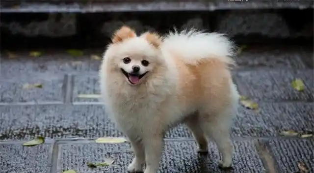 乖巧呆萌的4种小型犬,可萌化你的心,有你喜欢的吗?