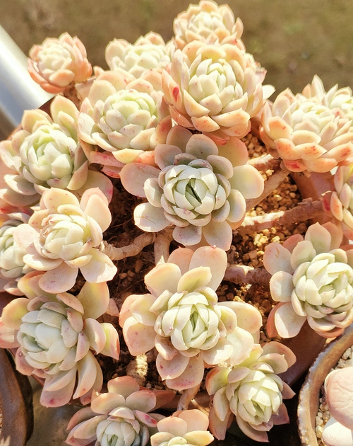 在上海养的冰梅去年颜色鲜红今年的颜色透黄不过都非常喜欢