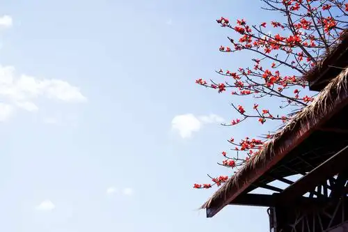 昌江木棉花盛开