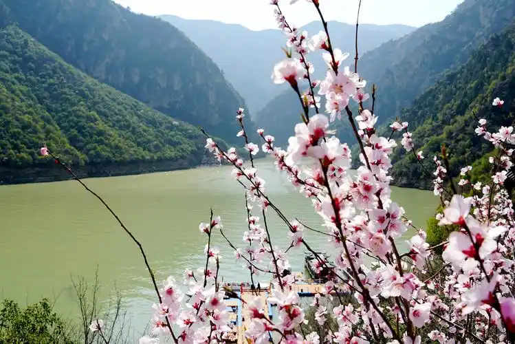 今年花开逛咸阳郑国渠旅游风景区山桃花如约绽放美如画
