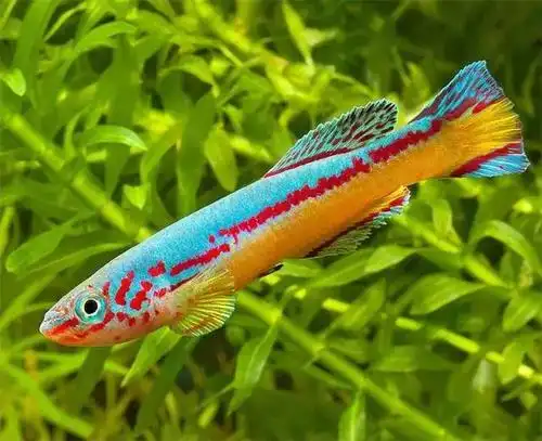 美丽的鳉鱼(多图)