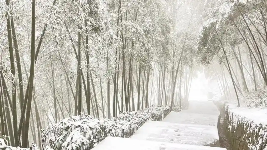 宜兴竹海风景区也成了整个竹海,像是盖了层轻纱.