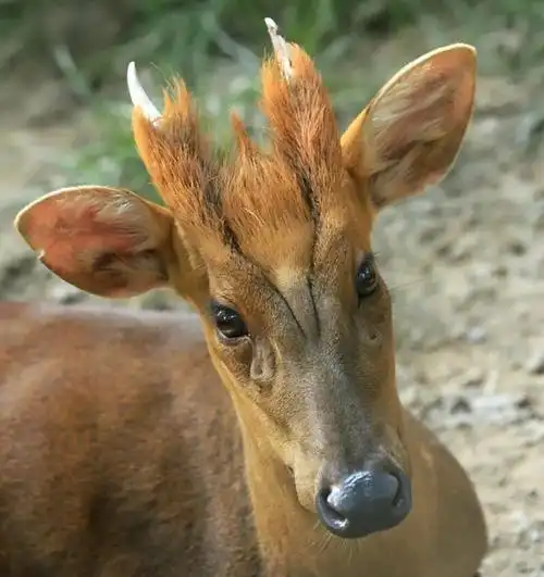 山麂为什么会叫 杭州余杭径山发现黑麂-图6