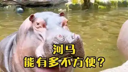 "尼玛":河马的秘密生活揭秘