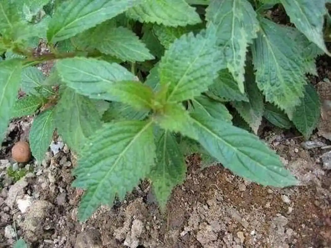 为唇形科植物显脉香茶菜的全草.
