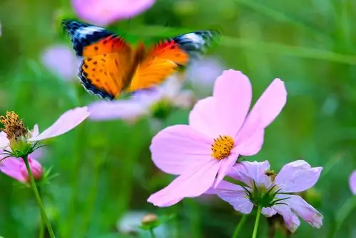 鲜花,蝴蝶和美女