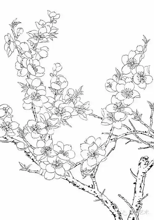 工笔线描桃花,美!