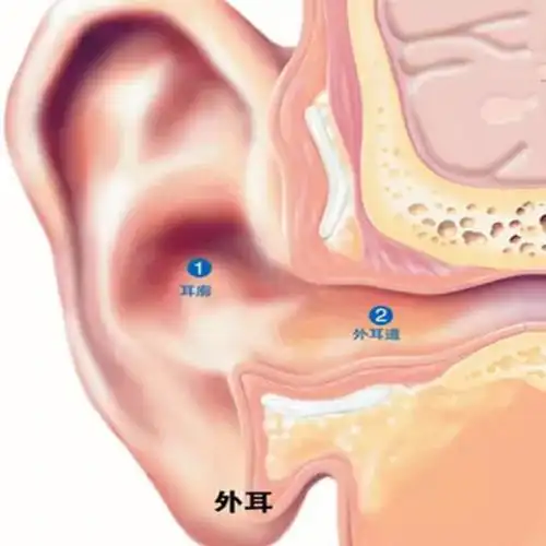 外耳包括耳廓,外耳道.
