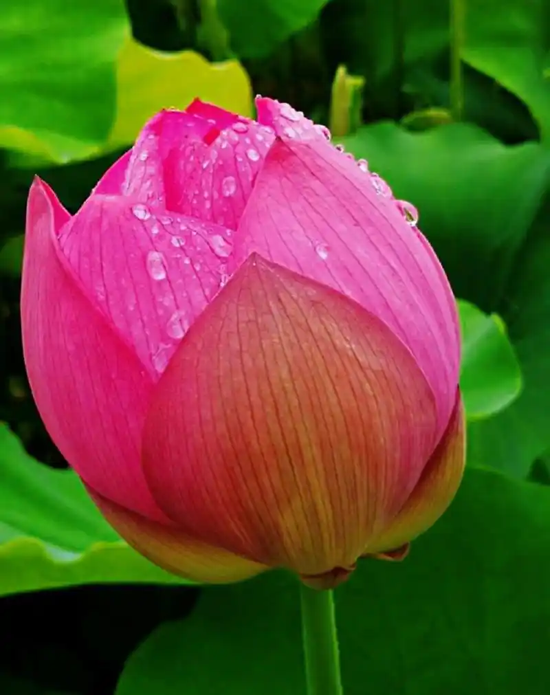 带露的荷花,在晶莹剔透的露珠点缀下,显得格外娇美,美的令人窒息,不忍