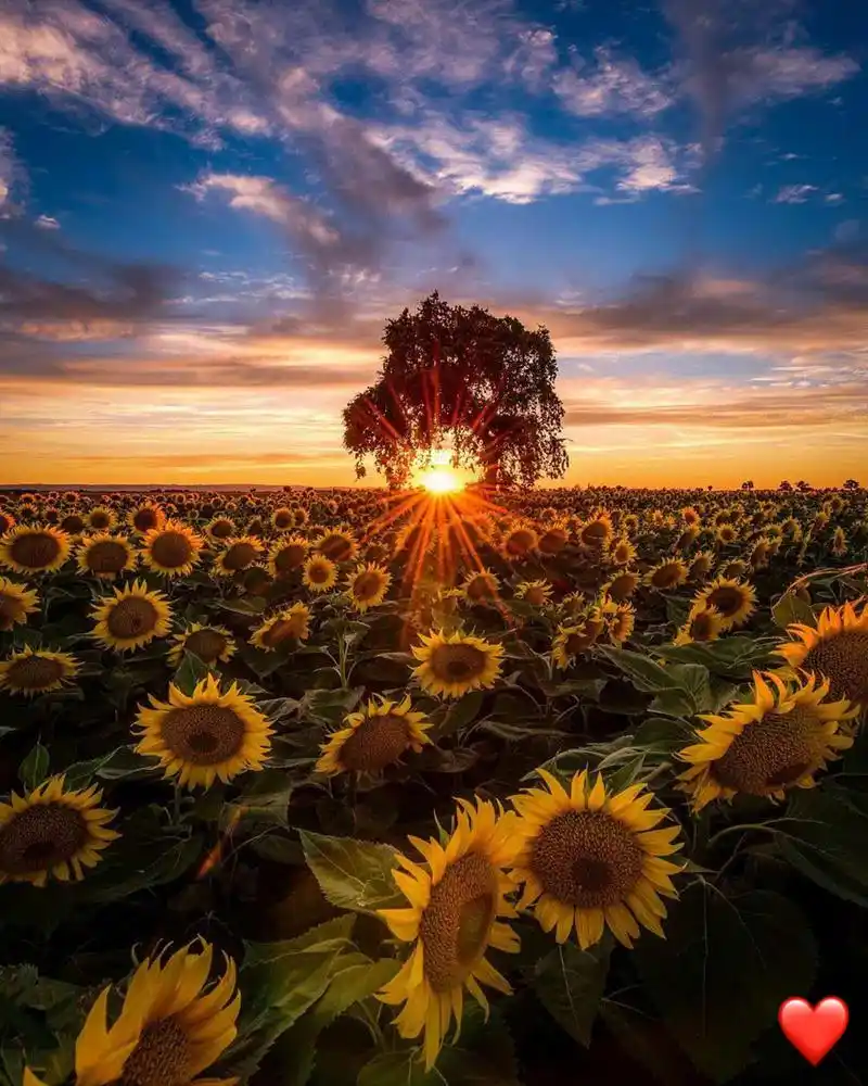 向日葵壁纸|头像|ins壁纸