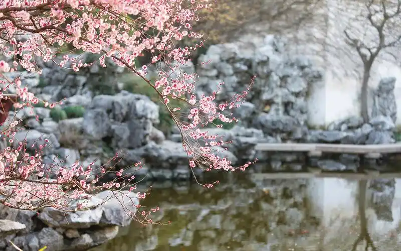 三月初春梅花唯美高清桌面壁纸