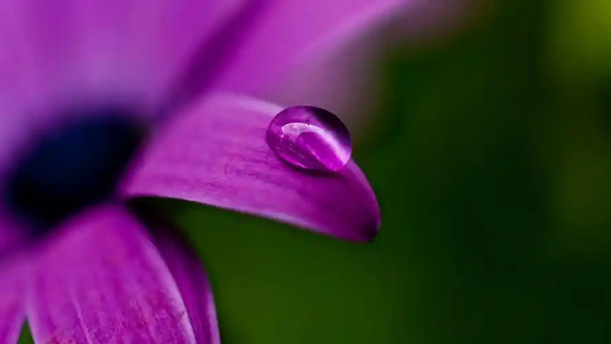 紫色花桌面壁纸