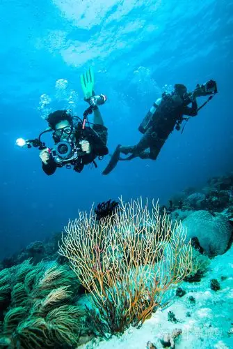 潜水员拍一张照片后珊瑚 kapoposang 印度尼西亚水肺潜水