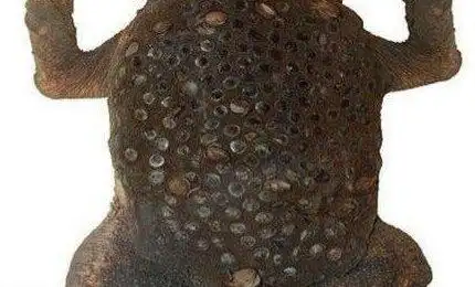 世界上最令人恶心的动物:琵琶蟾蜍 背部长满小孔(图片)