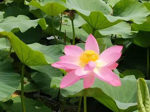 多彩多姿的荷花,感恩大自然,感谢摄影师