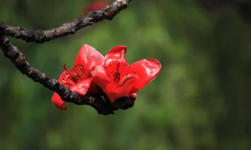 【诗词鉴赏】木棉花开诉春归,有关木棉花的诗句,烧红整个春天!