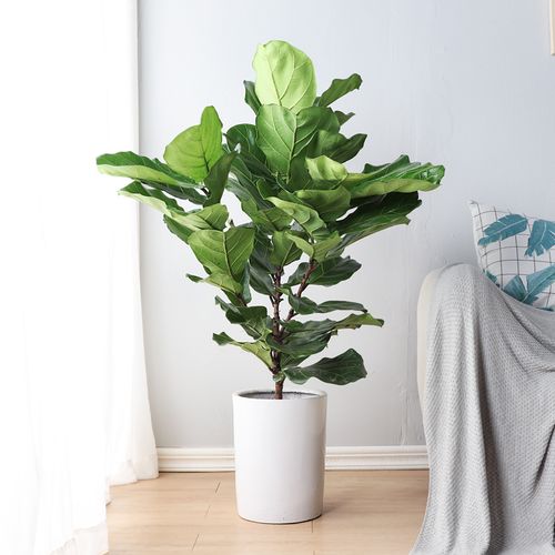 富贵叶琴叶榕盆栽室内绿植大型植物客厅盆栽大叶北欧网红真植物