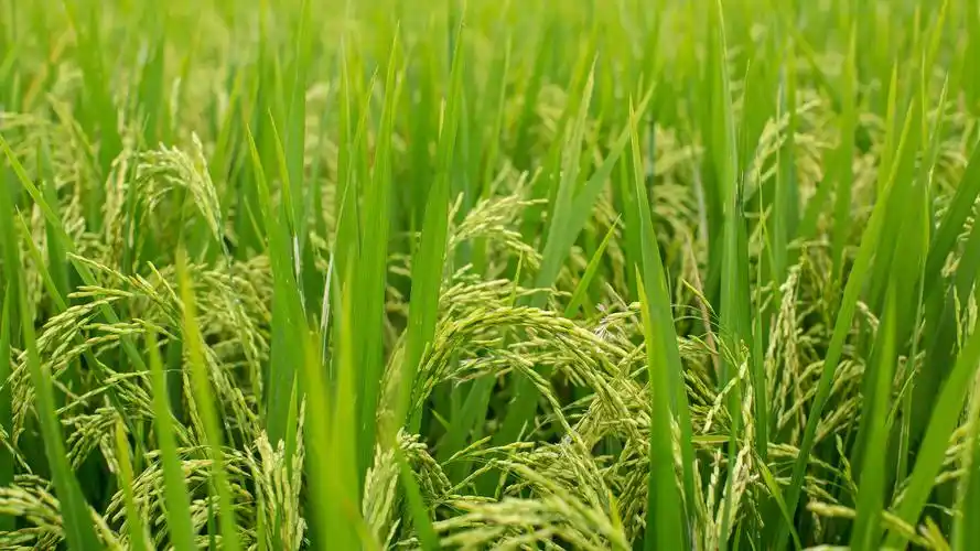 绿草地上的稻田希望的田野