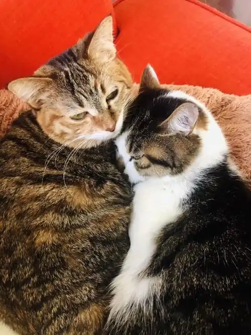 人类的爱情不可靠,我们猫咪的爱情很靠谱.