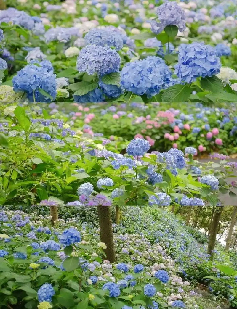 是爱丽丝梦游仙境,还是莫奈的花园被我找到了!没想 - 抖音