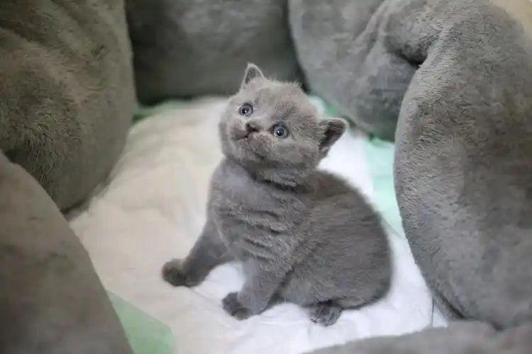 p>英国 a target="_blank" href="/item/短毛猫">短毛猫 /a>,体形圆