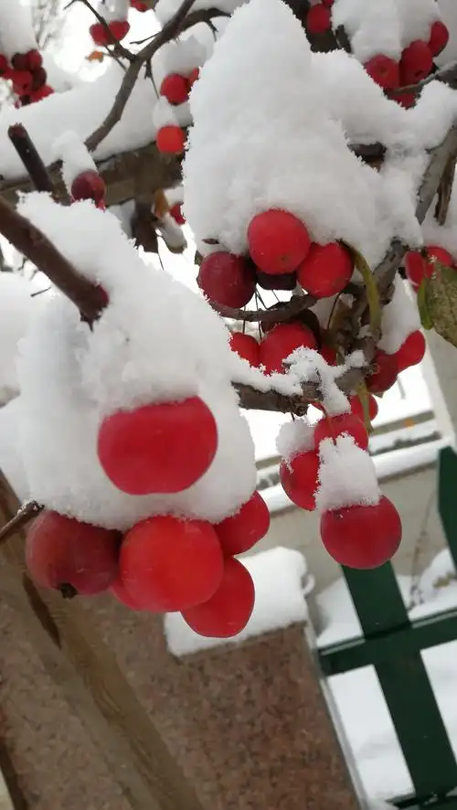 长寿果海棠——冬日里的红红火火!