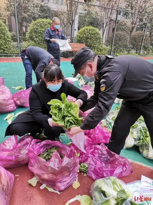 硬核成都一小区物业下地摘菜上万斤蔬菜送业主每家都有