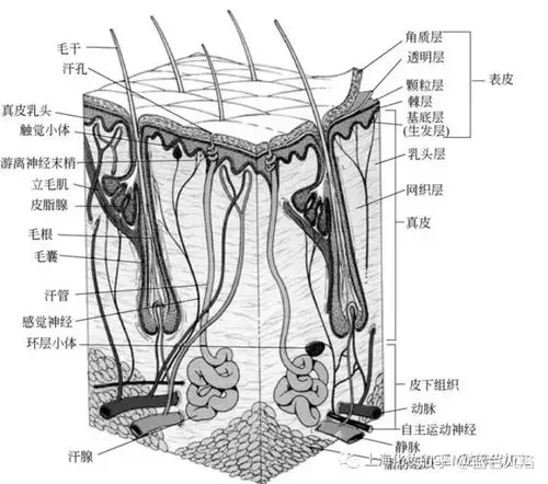 蓝色火焰 化妆品oem贴牌代加工 一,皮肤的结构与功能 皮肤位于忍邋