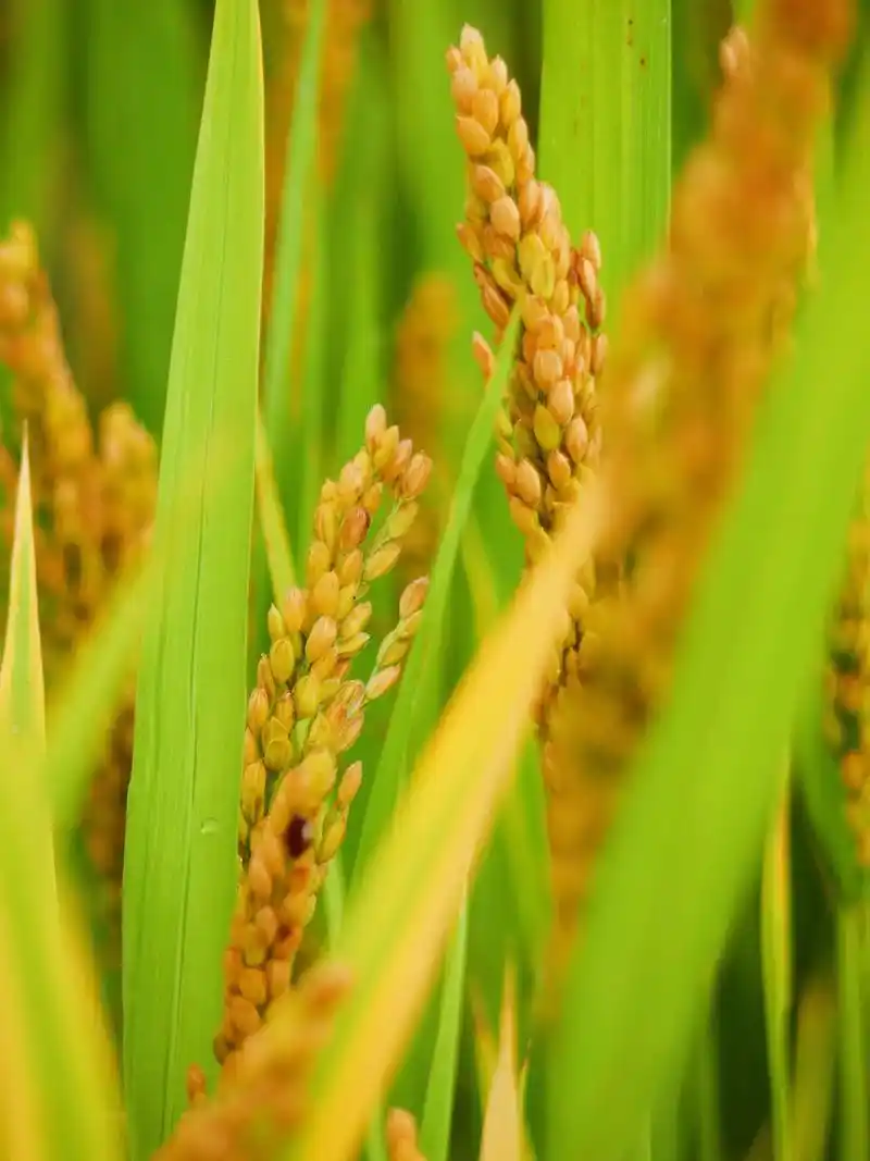 丰收的季节#稻田风光 #摄影 #田野风光 #乡村守护人 @抖 - 抖音