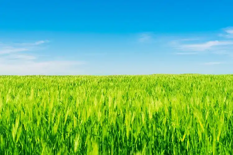 绿色,麦田,蓝天_高清图片_全景视觉