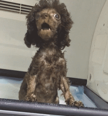 泰迪独特的卷毛长相突出,看起来就像是位非洲的酋长