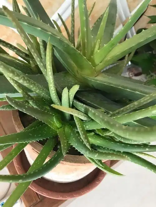 芦荟的用法和怎样美容,芦荟胶的美容用法有哪些(养盆芦荟真是好)