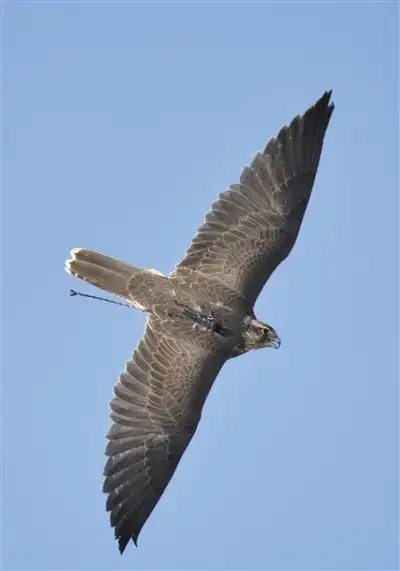 鹰隼展翅跑绳驱鸟