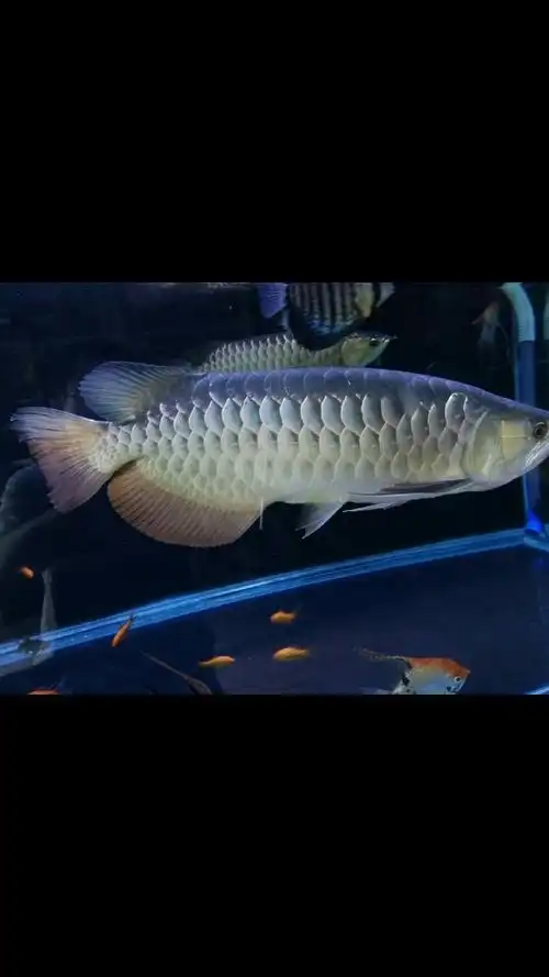 大龙失势,小龙反击