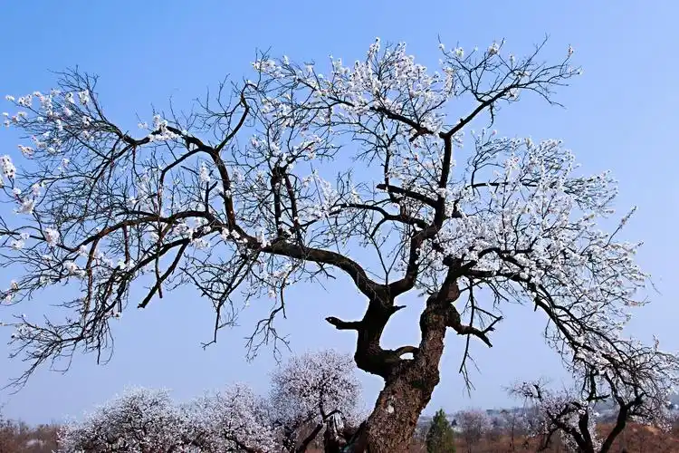 灵宝北沟:百年古杏林 满树杏花香