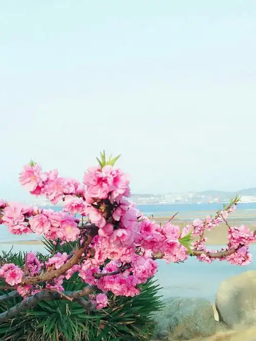 桃花美,桃花妍,桃花开在大海边.
