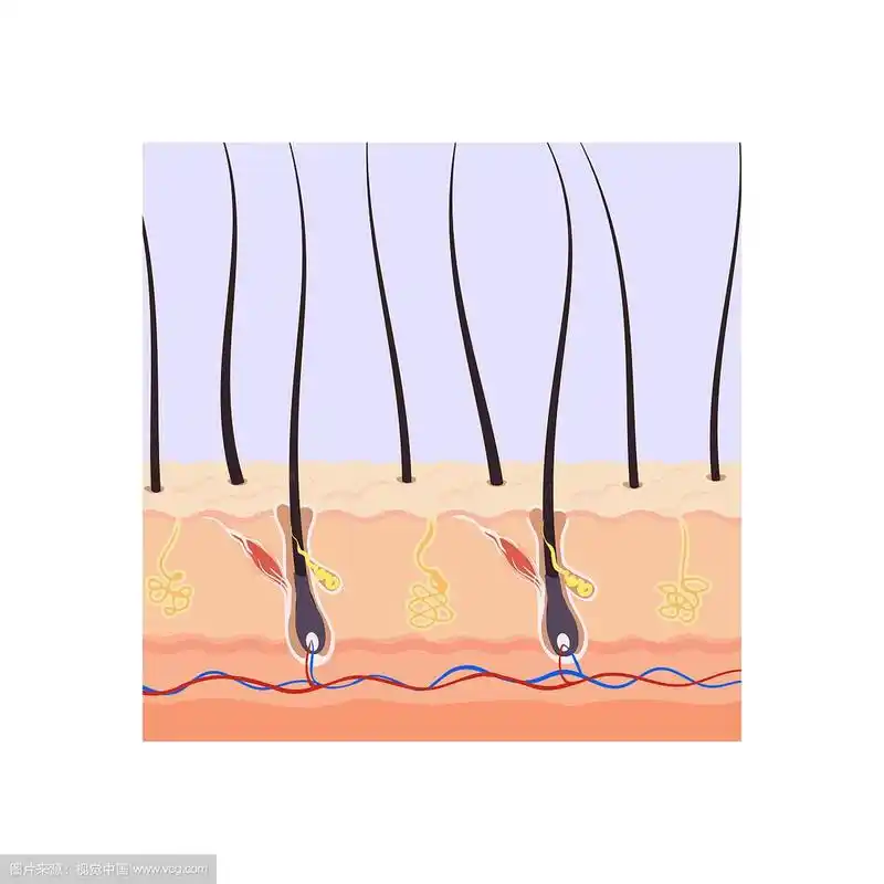 方案的结构在发根中