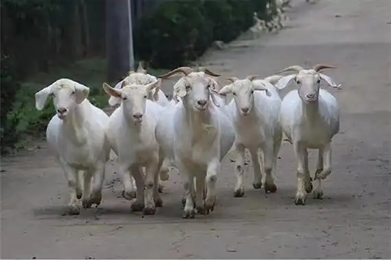 也是我国培育的第四个肉用山羊品种——"皖临白山羊",今年经农业农村