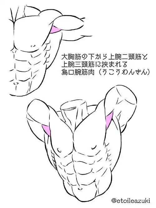 绘画教程#人体肌肉绘制参考かまたpid=6103086