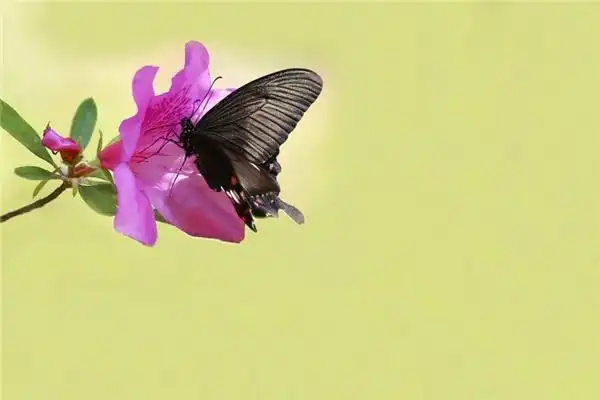 杜鹃花上的蝴蝶图片