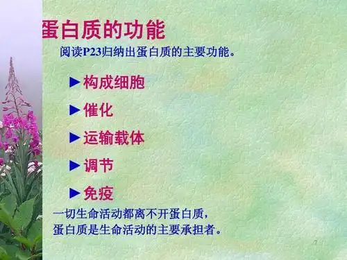 蛋白质的作用与来源手抄报 手抄报图片大全-普车都