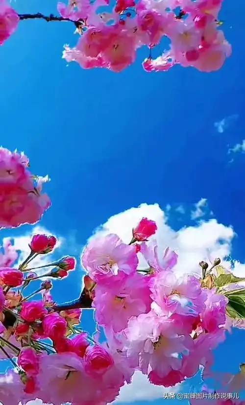 壁纸美图,花儿颜色鲜艳夺目,美极了_网易订阅