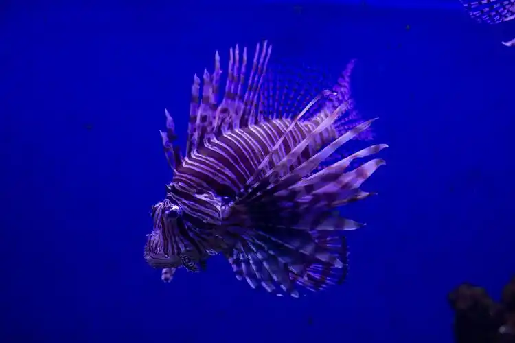 深海里的狮子鱼图片,图片,壁纸,动物-桌酷